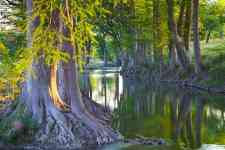 Hurst: stream, cypress trees, Cypress Creek
