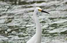 Hurst: lake, bird, egret