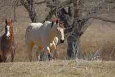 Hurst: ranch, Horses, ranch land