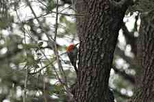 Hurst: tree, bird, woodpecker