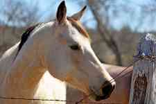Hurst: ranch, horse, fence